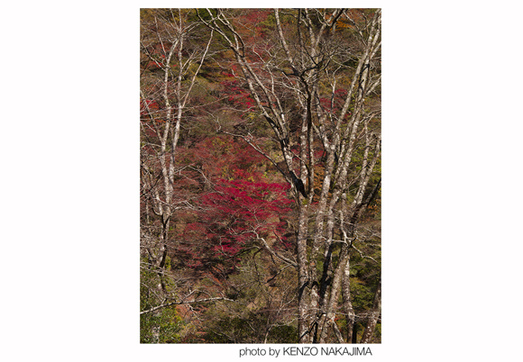 写真提供：中島健蔵