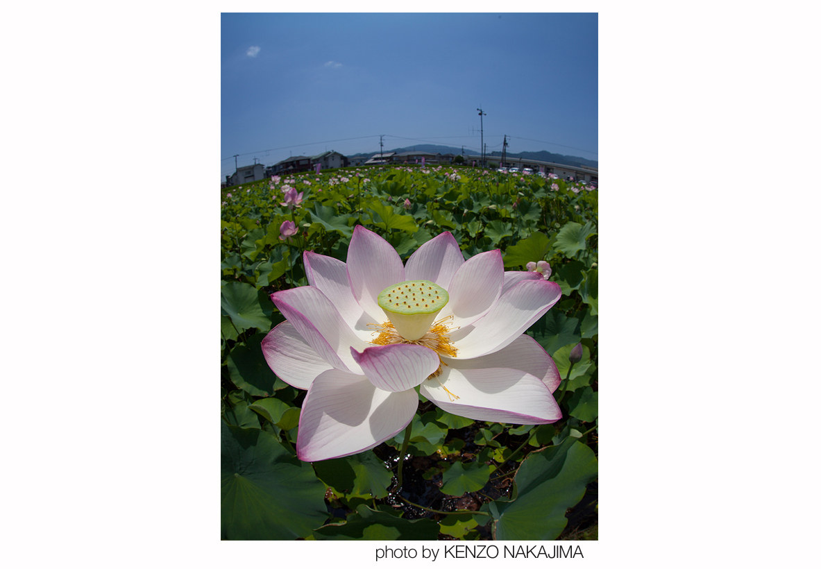 写真提供：中島健蔵