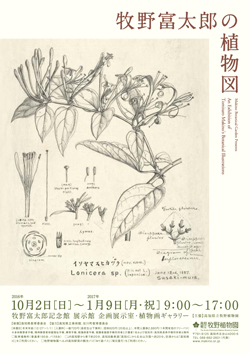 牧野富太郎の植物図