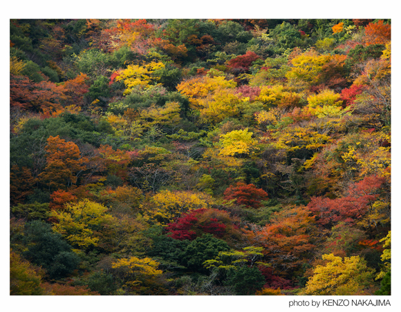 写真提供：中島健蔵